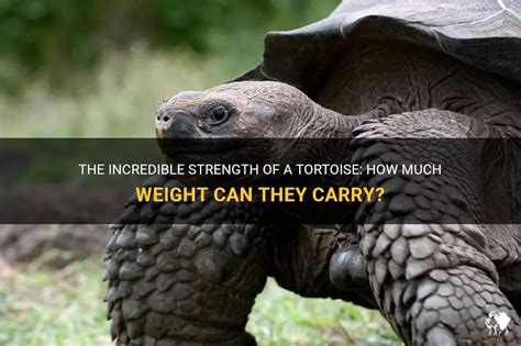  The Tortoise Who Carried a Whole Village on His Back! - An Unforgettable Lesson in Perseverance and Unity