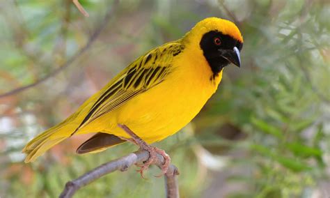  The Weaver Bird :  A Timeless Egyptian Tale about Love, Loss, and Feathers that Fly!