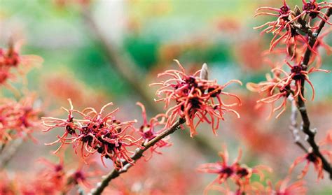  Witch Hazel -  a Bewitching Tale of Love, Loss, and Magical Redemption!